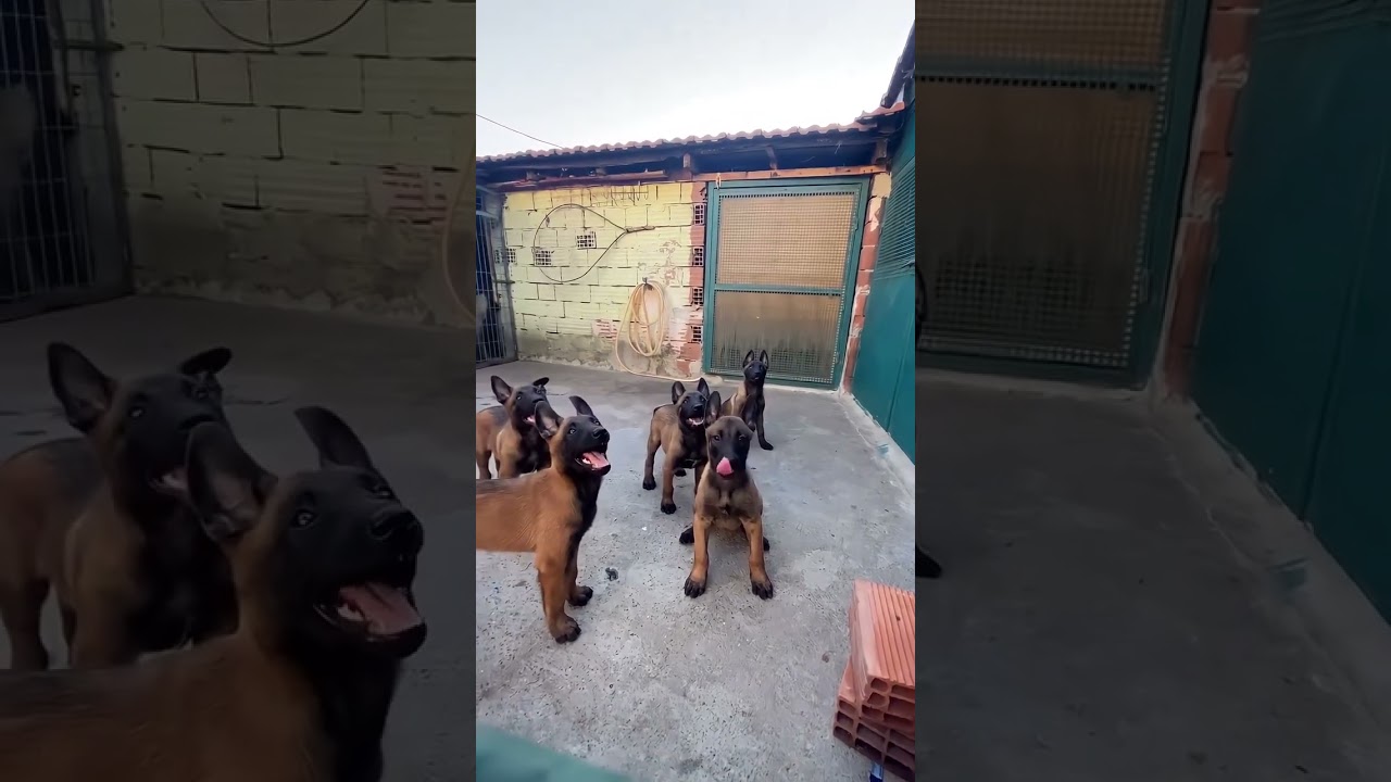 Malinois 2025 Yavrular #bel&ccedil;ikakurdu #malinoismonday #kangal #pitbull #doberman #alfa