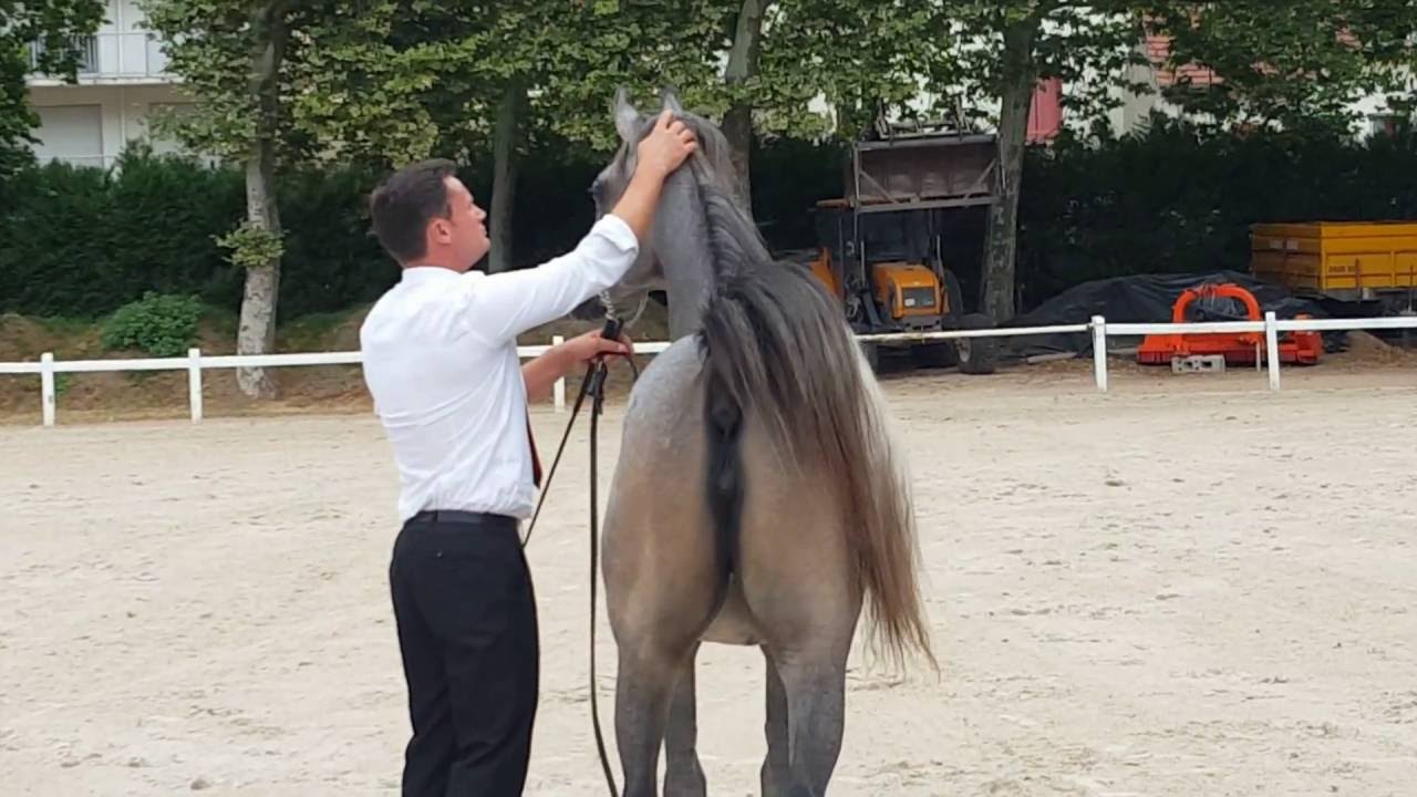 CLEOPATRA ...arabian horse filly 2015