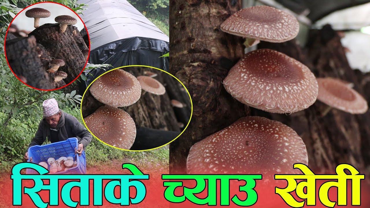 मुढामा सिताके च्याउ खेती, यस्तो छ ७० वर्षिया बुबाको कृषि कर्म sitake chyau kheti
