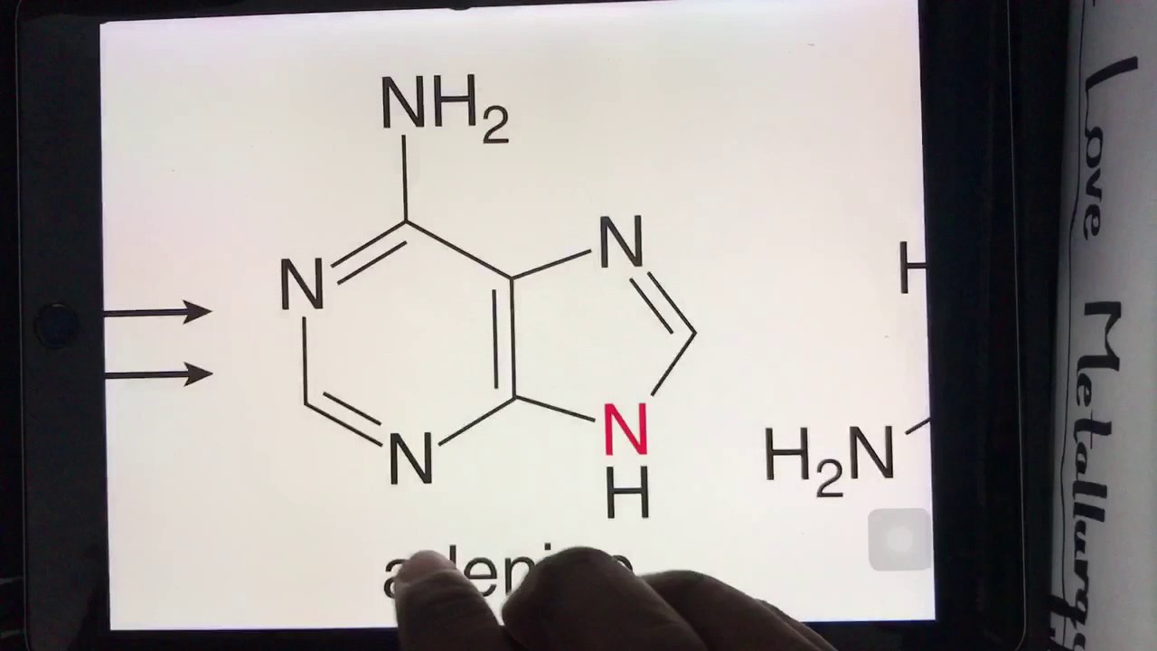 BASICITY OF  PURIN & PYRIMIDINE BASES