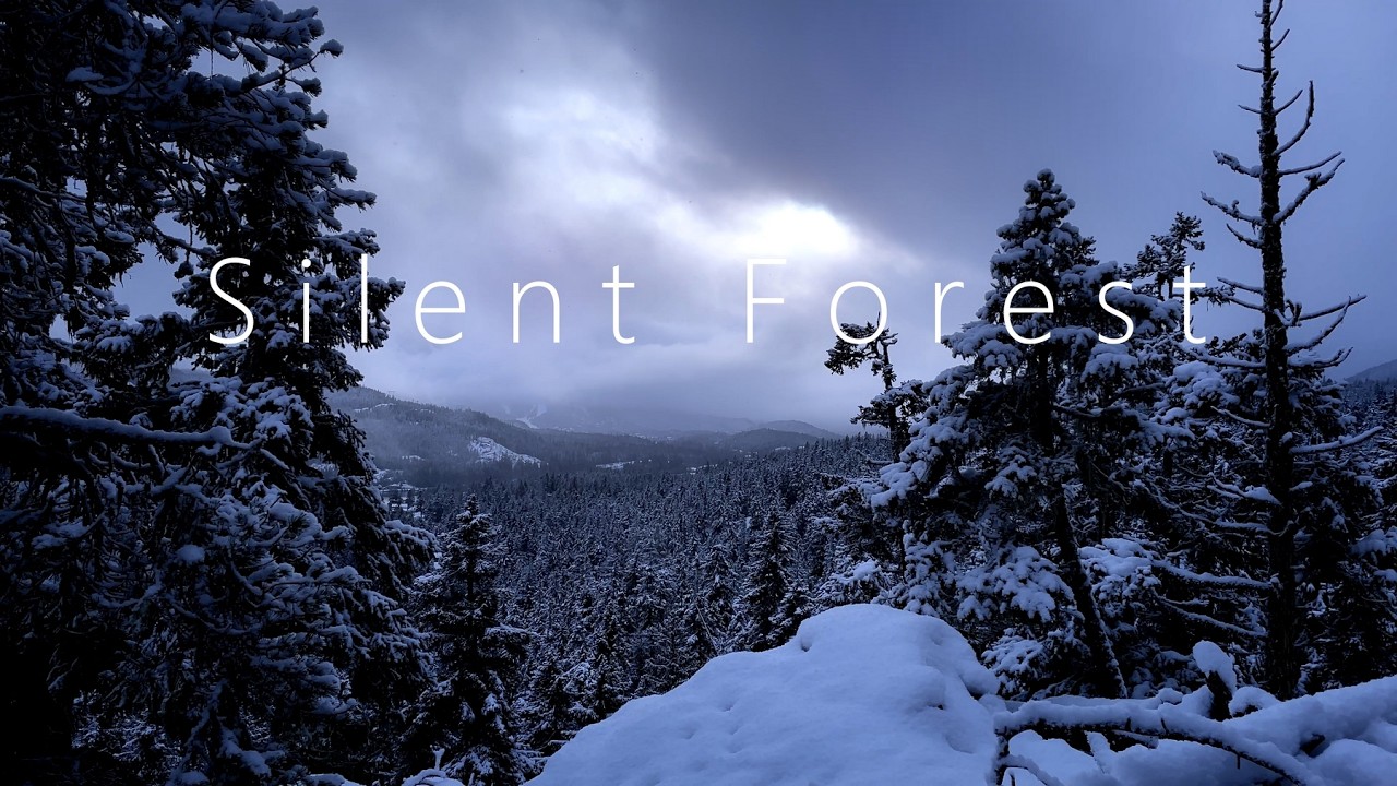 Silence | Snow Gently Falling in a Quiet Forest