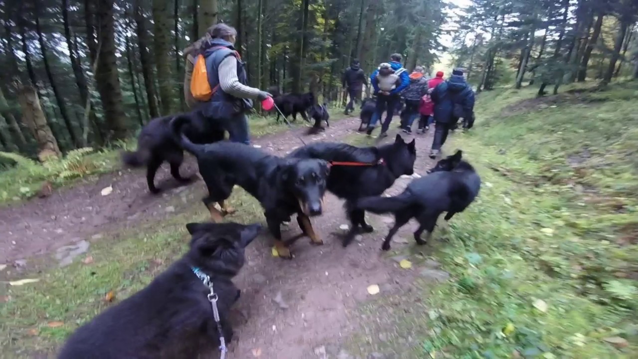 GoPro Hero Balade Labaroche avec les chiens des Jardins d'Ebene