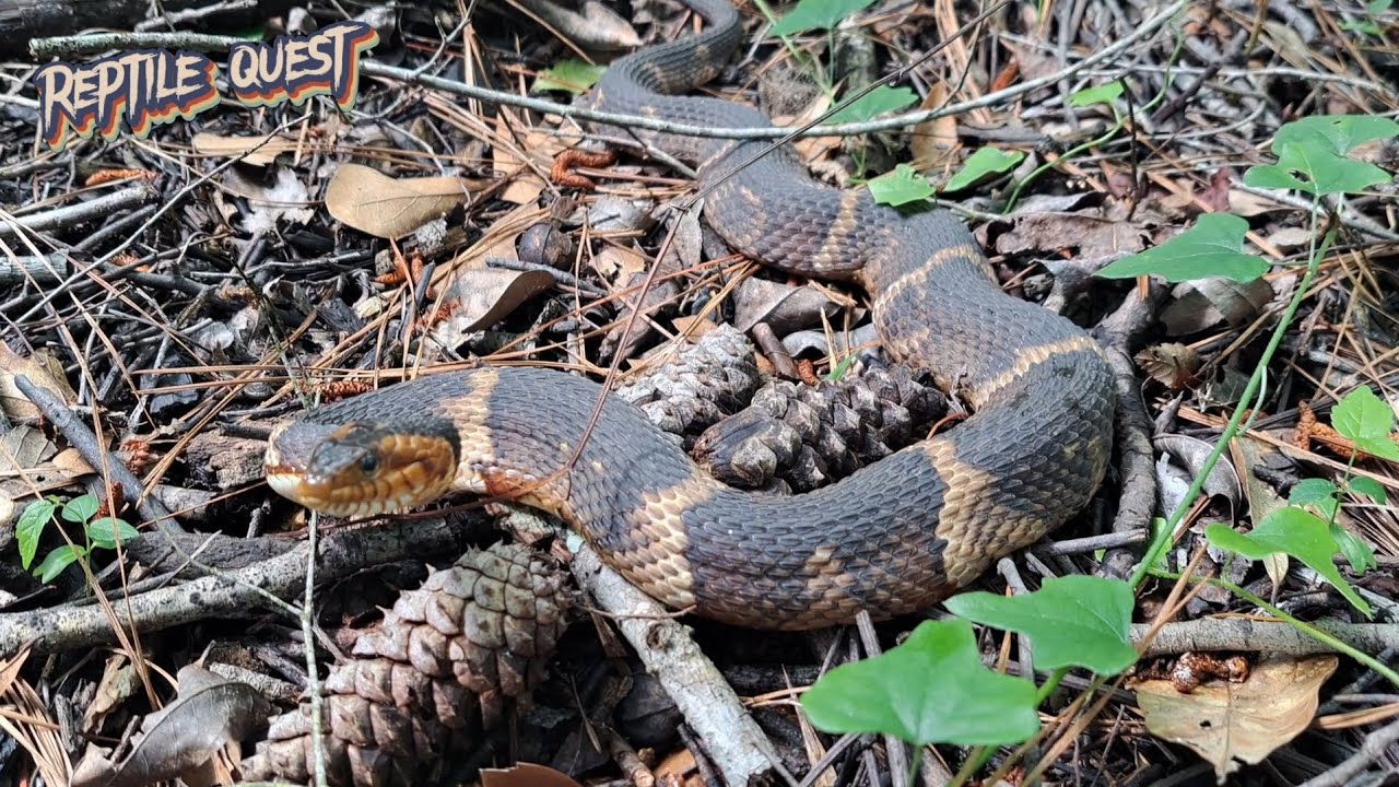 A nice BIG water Snake!◇And other cool STUFF!