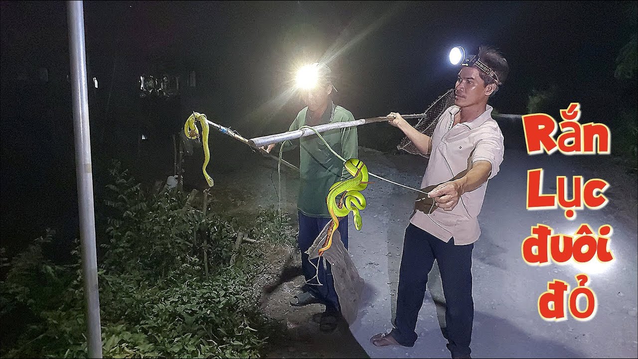 Kinh hoàng! một đêm săn rắn lục đuôi đỏ gặp ngay con rắn khủng# Hoatimlucbinh#