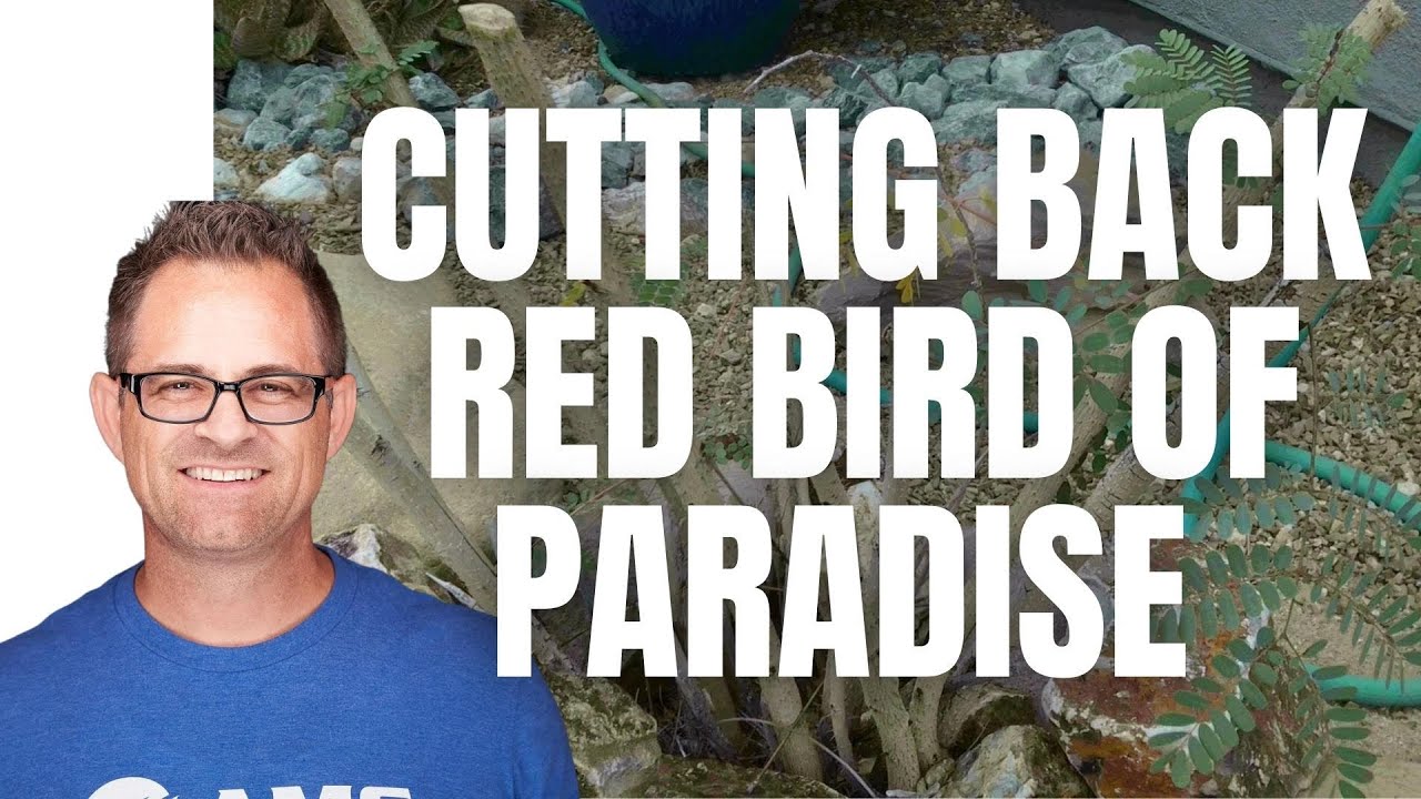 Trimming Back Red Bird of Paradise in Phoenix