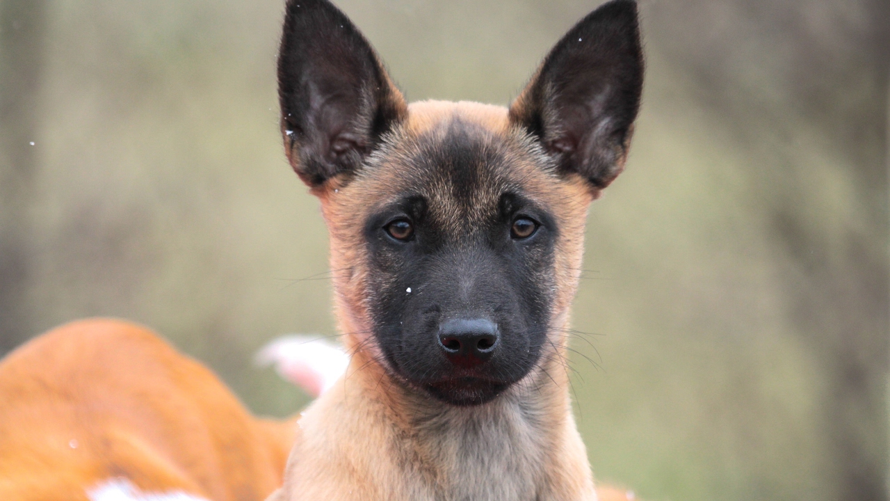Critical Stages in Puppy Development 8 to 10 weeks - Introducing leash compliance