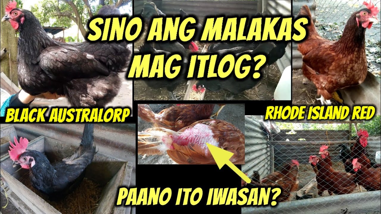 Rhode Island Red at Black Australorp: Sino ang malakas mag itlog?