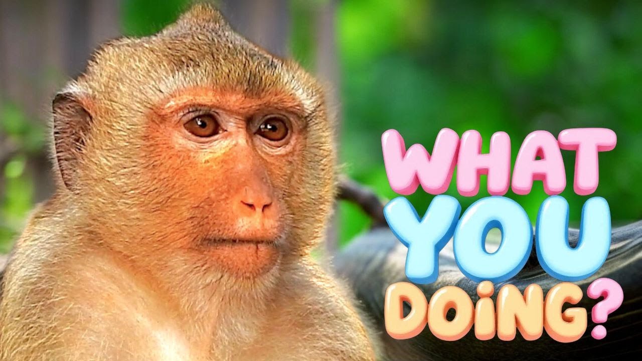 Happy Days of Rainbow 🌈 What Is She Doing with Them? Her Funniest Monkey Moments!