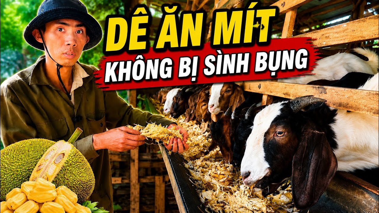 Cách Cho Dê Ăn Mít Hiệu Quả Của Anh Thành