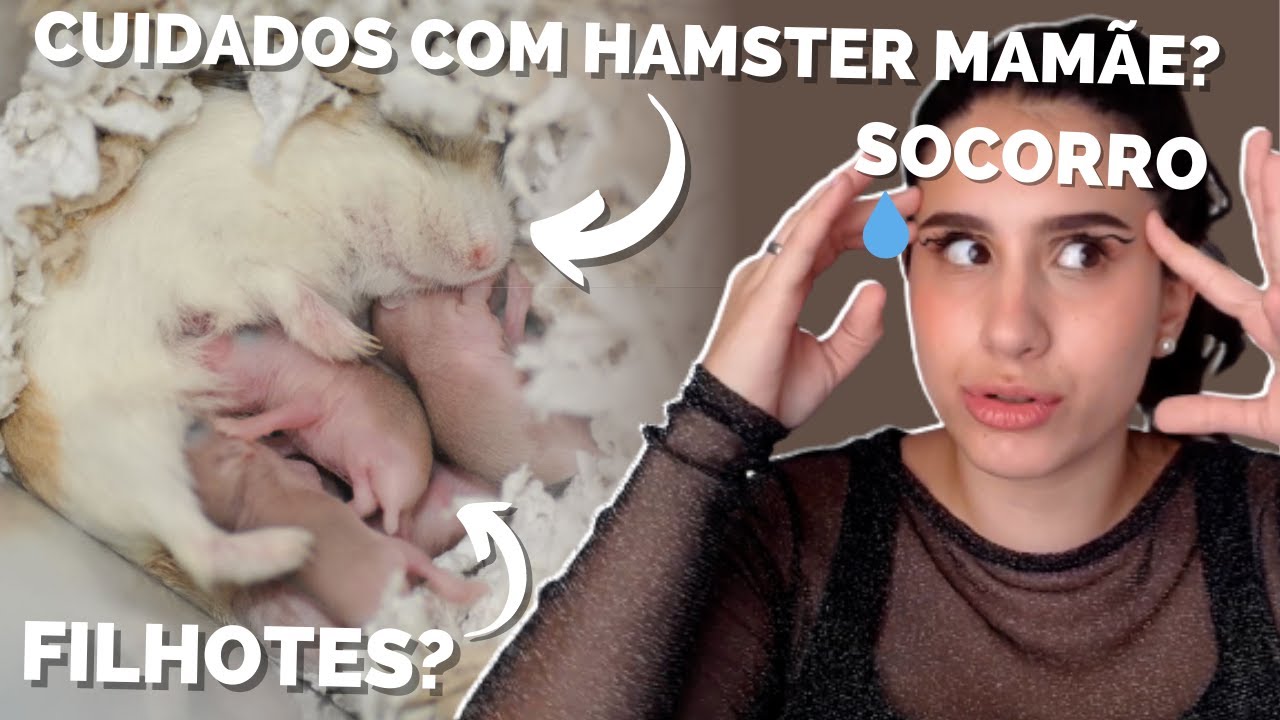 MINHA HAMSTER TEVE BEBÊS! E AGORA? Como cuidar de hamster prenha e filhotes