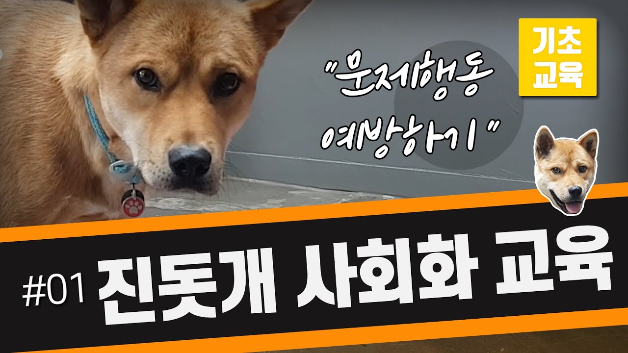 진돗개 사회화 훈련/긍정교육으로 강아지 문제행동 예방하기!