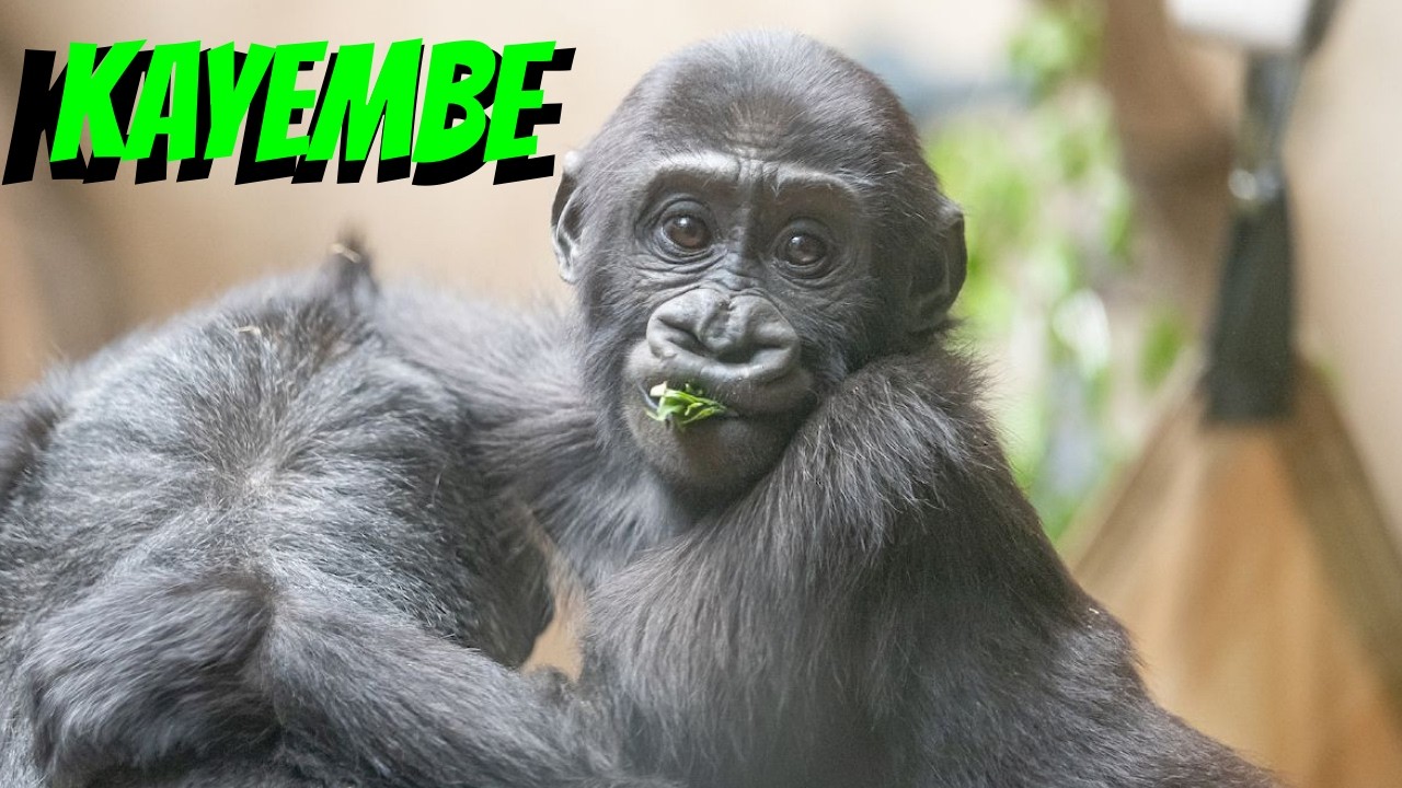 Kayembe, the Extraordinary Baby Gorilla