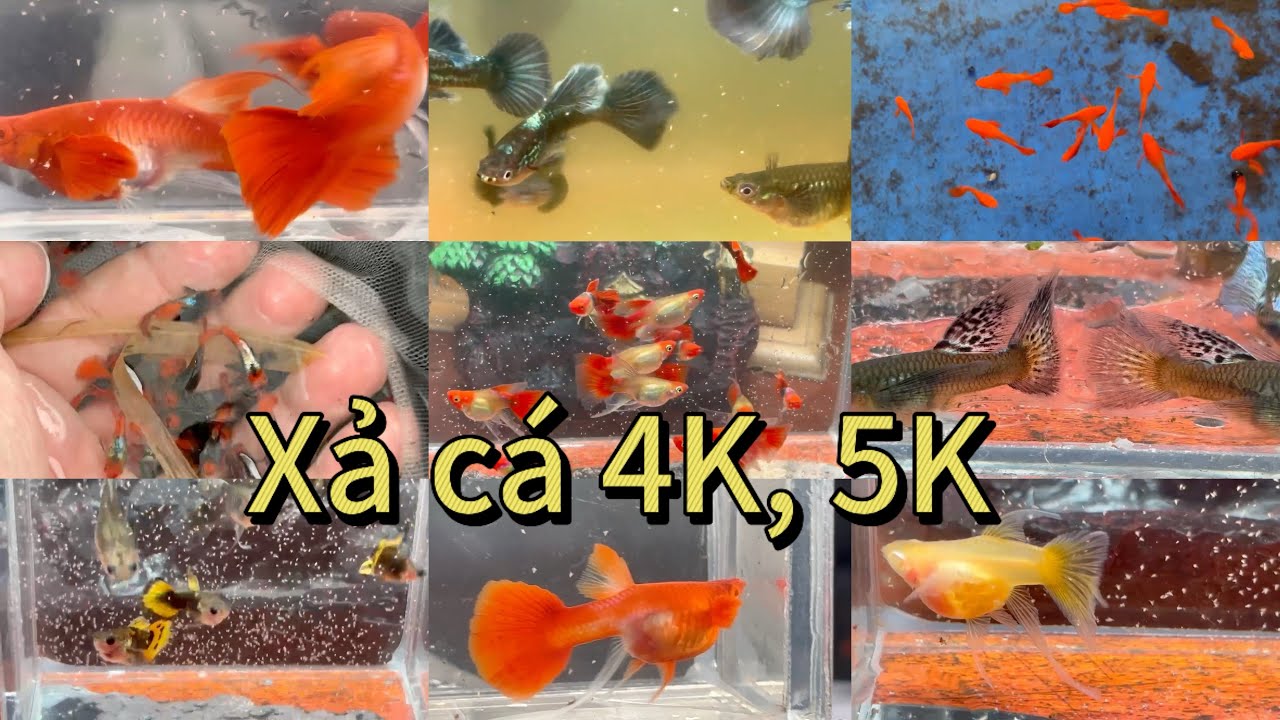  CÁ BẢY MÀU THUỶ SINH VÀ KOI RED EAR RIBBON