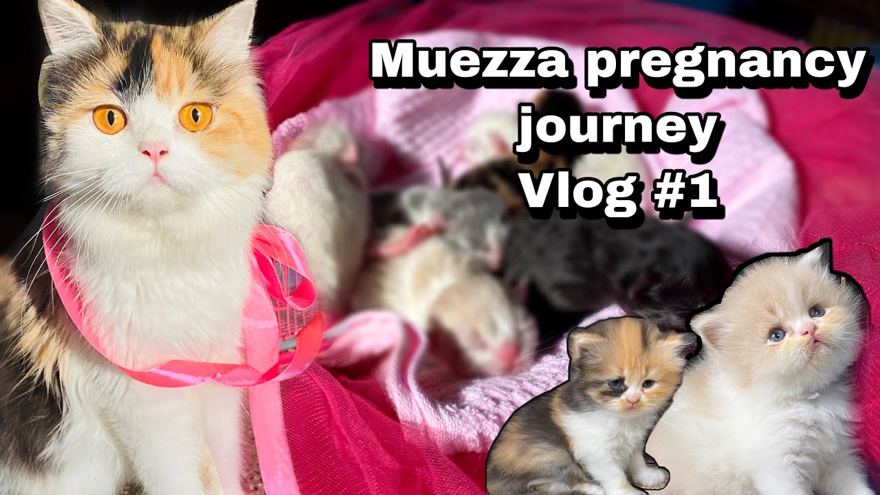 Persian cat pregnancy journey vlog #1/ muezza pregnancy vlog /kitten /princess creation