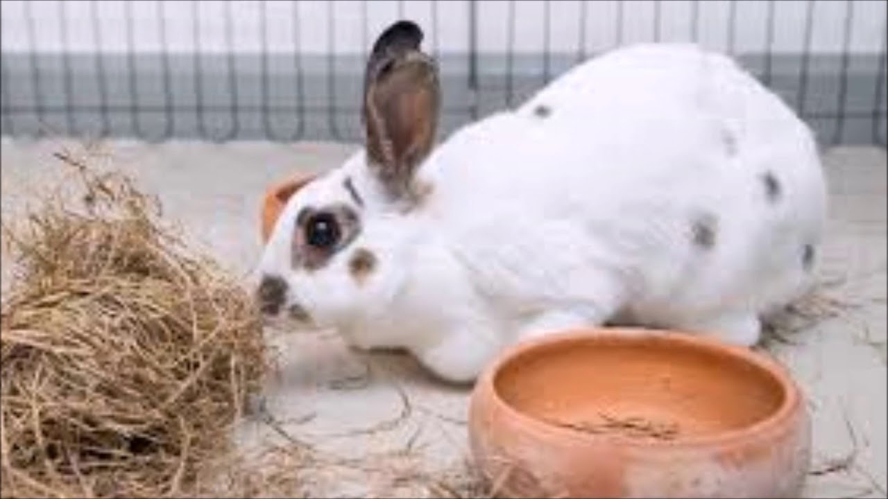 Polish Rabbit Breed