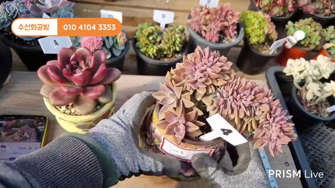 수선화공방 라이브 방송