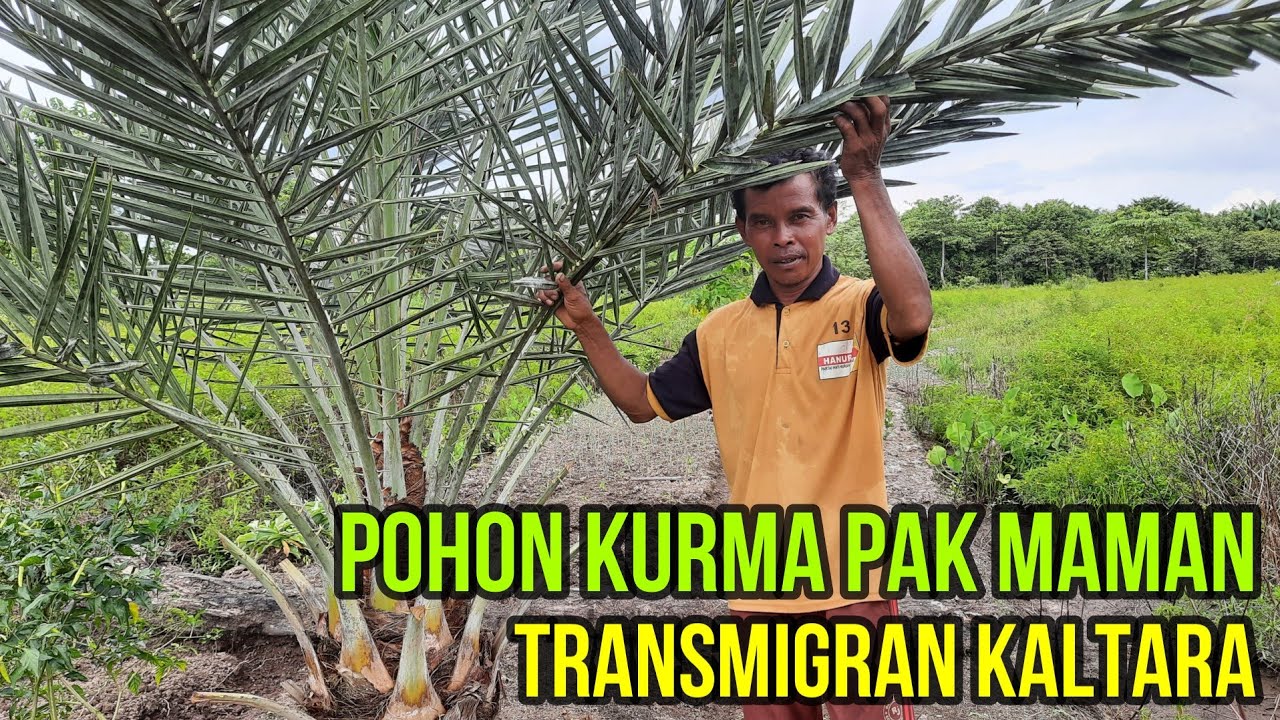 PAK MAMAN DAPAT CANGKUL DAN PARANG PERINTIS || TRANSMIGRASI SP 6 TANJUNG BUKA, KALIMANTAN UTARA