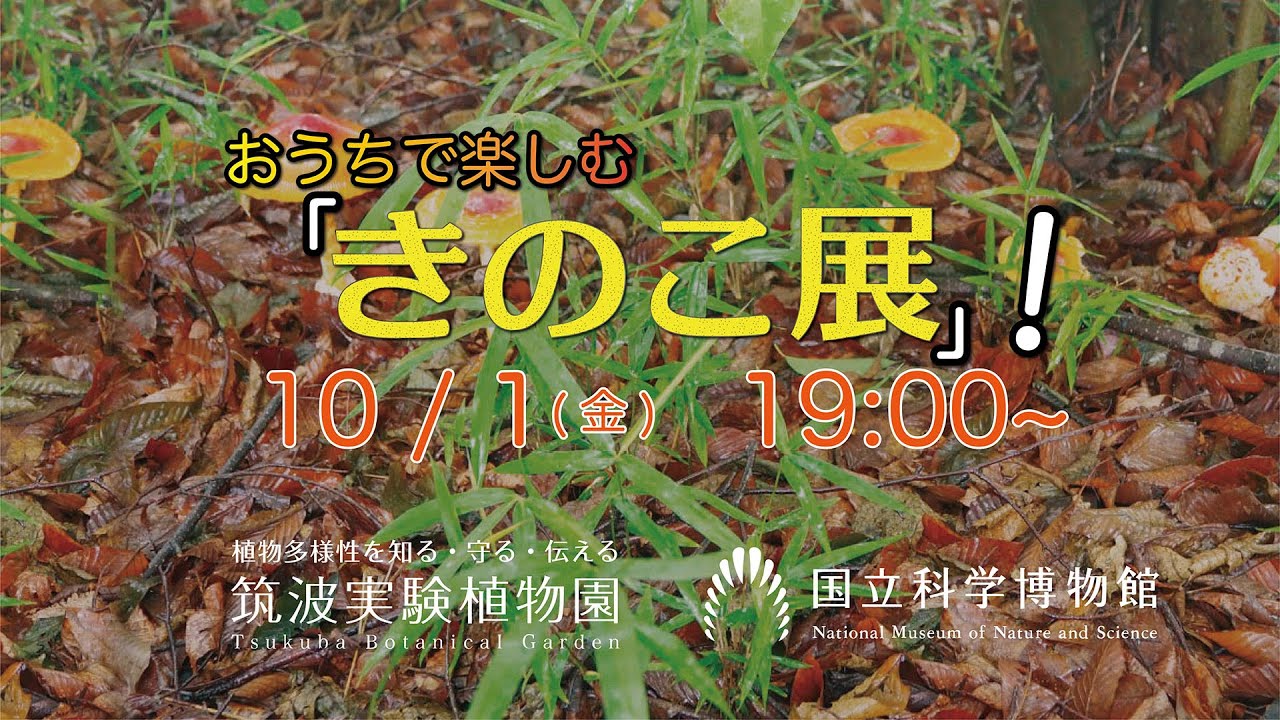 おうちで楽しむ『きのこ展』！