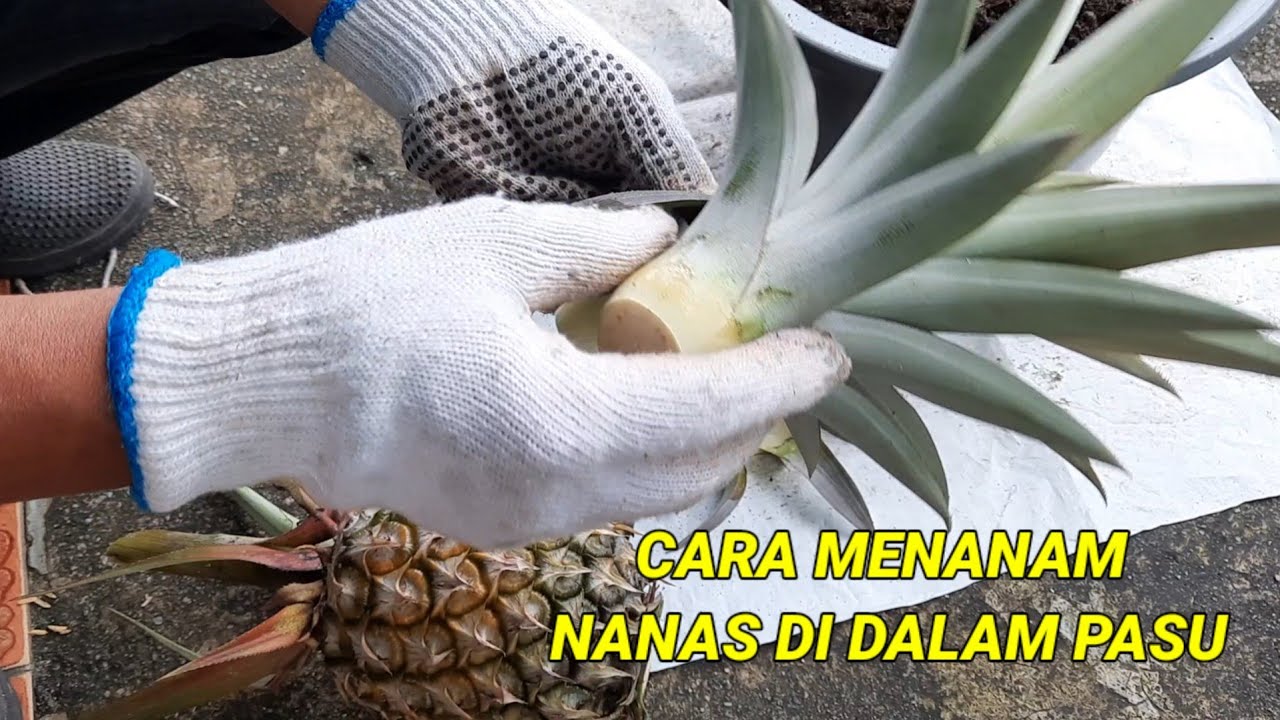 CARA MENANAM NANAS DI DALAM PASU || How to grow pineapple in a pot