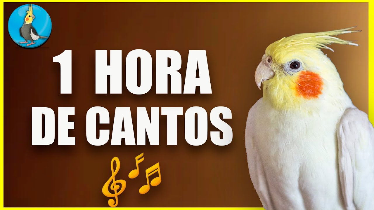 🟡 1 HORA DE CANTOS DE LA CACATUA NINFA COLAPSITA   enseñale a cantar