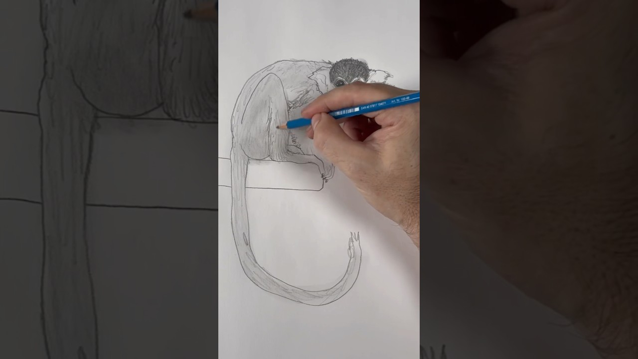Draw a Squirrel Monkey 🐿️🐒