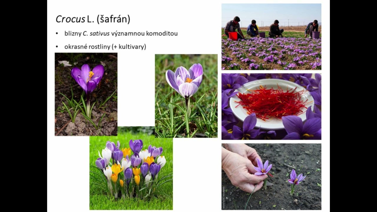 Kritické skupiny rodů snědek (Ornithogalum) a šafrán (Crocus) ve střední Evropě
