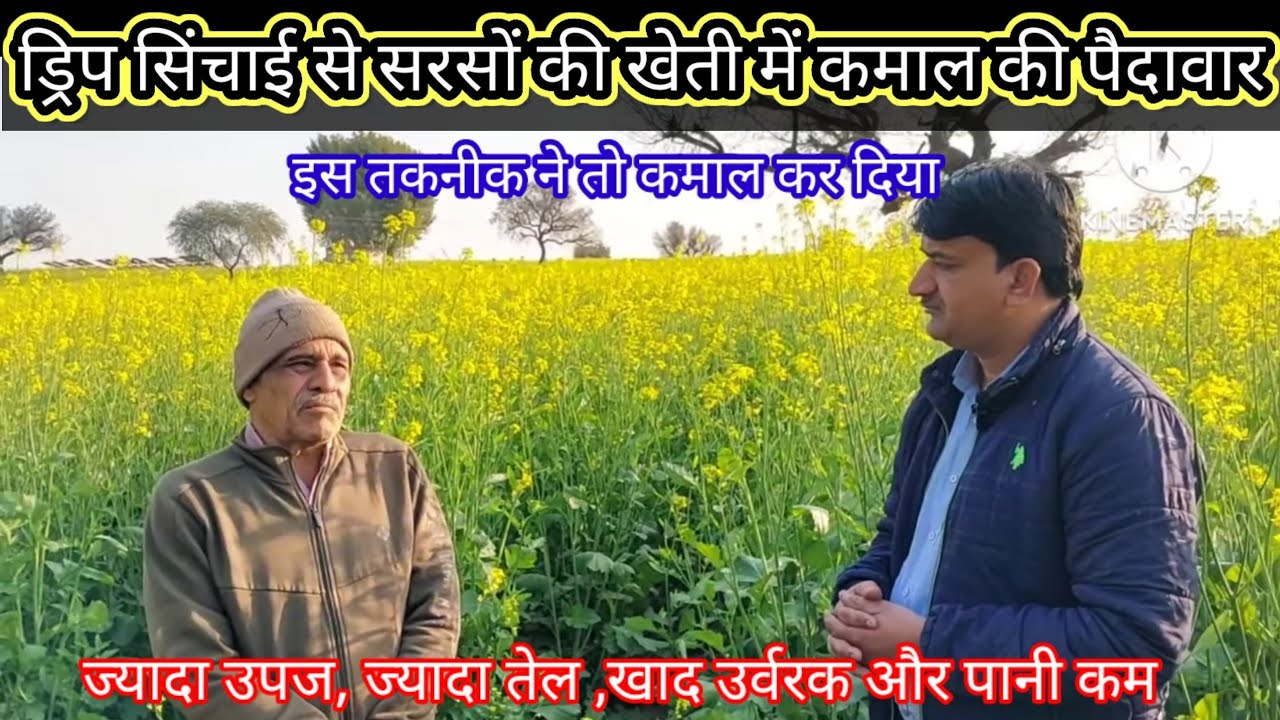 सरसों की फसल में ड्रिप सिंचाई द्वारा काम लागत पर ज्यादा मुनाफा कैसे कमाएं। Part - 2, drip irrigation