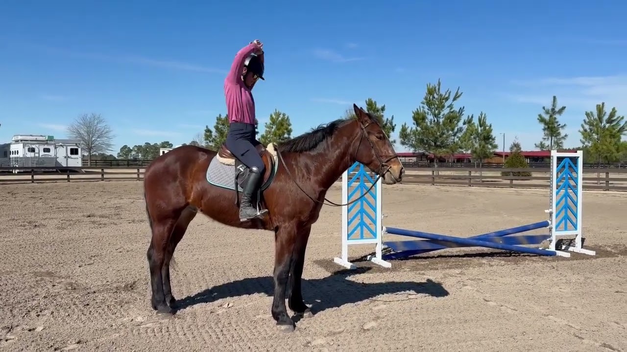 Andy, Draft Cross Gelding for Sale