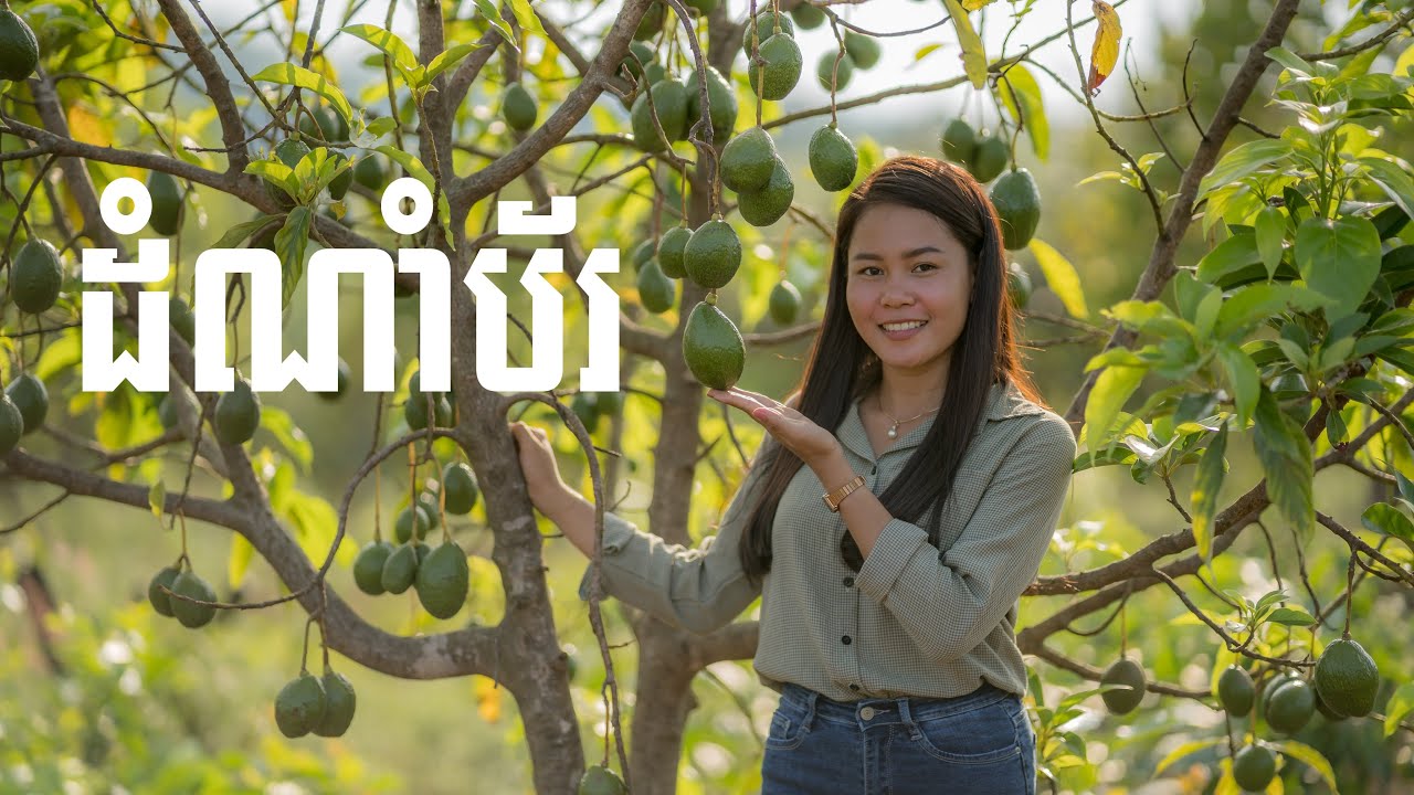 ដំណាំប័រ - Avocado in Cambodia