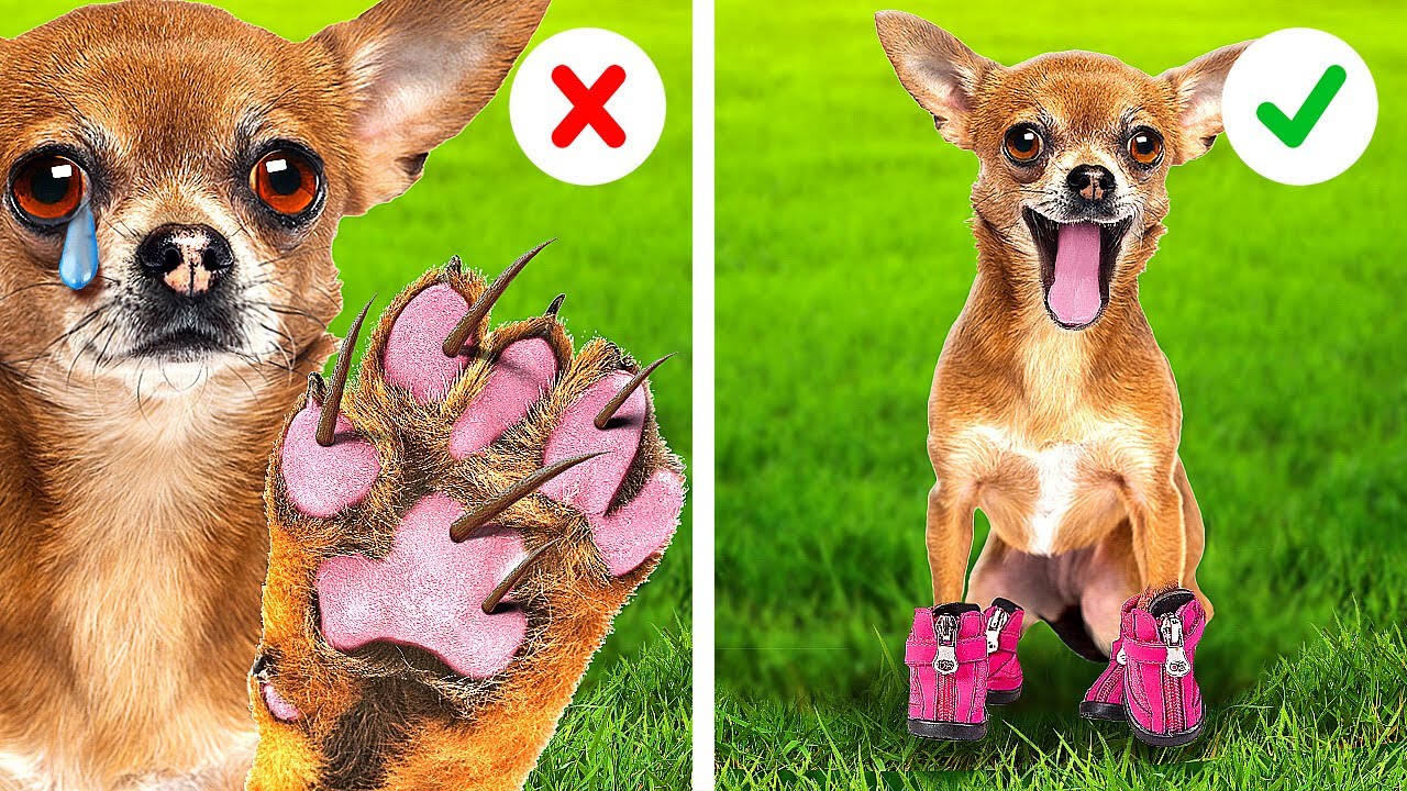 ANIMALI DOMESTICI: SOLUZIONI PRATICHE || IDEE UTILI E GADGET INDISPENSABILI