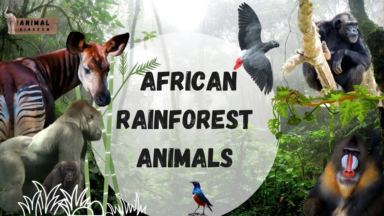 African Rainforest Animals Compilation: Discover 35 Captivating Species