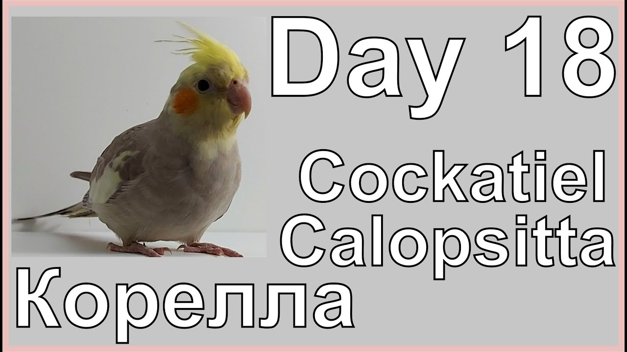 Funny Cockatiel Day 18. Life of Cockatiel. Vita da calopsitta. Жизнь кореллы