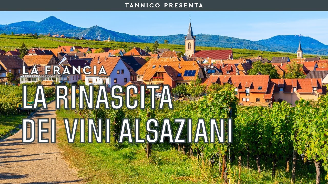 La rinascita dei vini alsaziani | Tannico Flying School