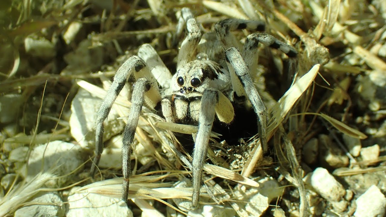 European tarantula (Lycosa praegrandis)