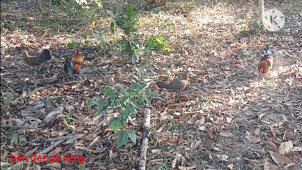 Bẩy gà rừng 10/1/2026 b11