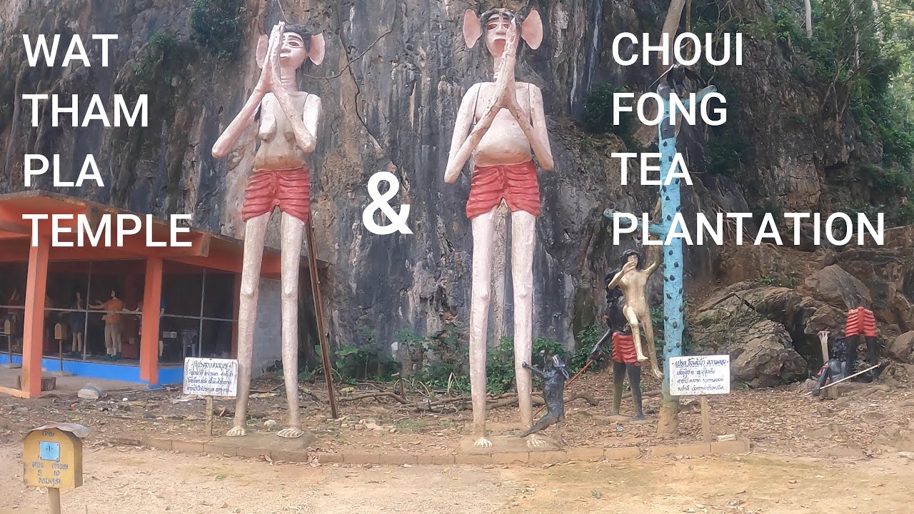 Epic Adventure Of Wat Tham Pla CaveTemple & Ariel Views of Stunning Choui Fong Tea Plantation