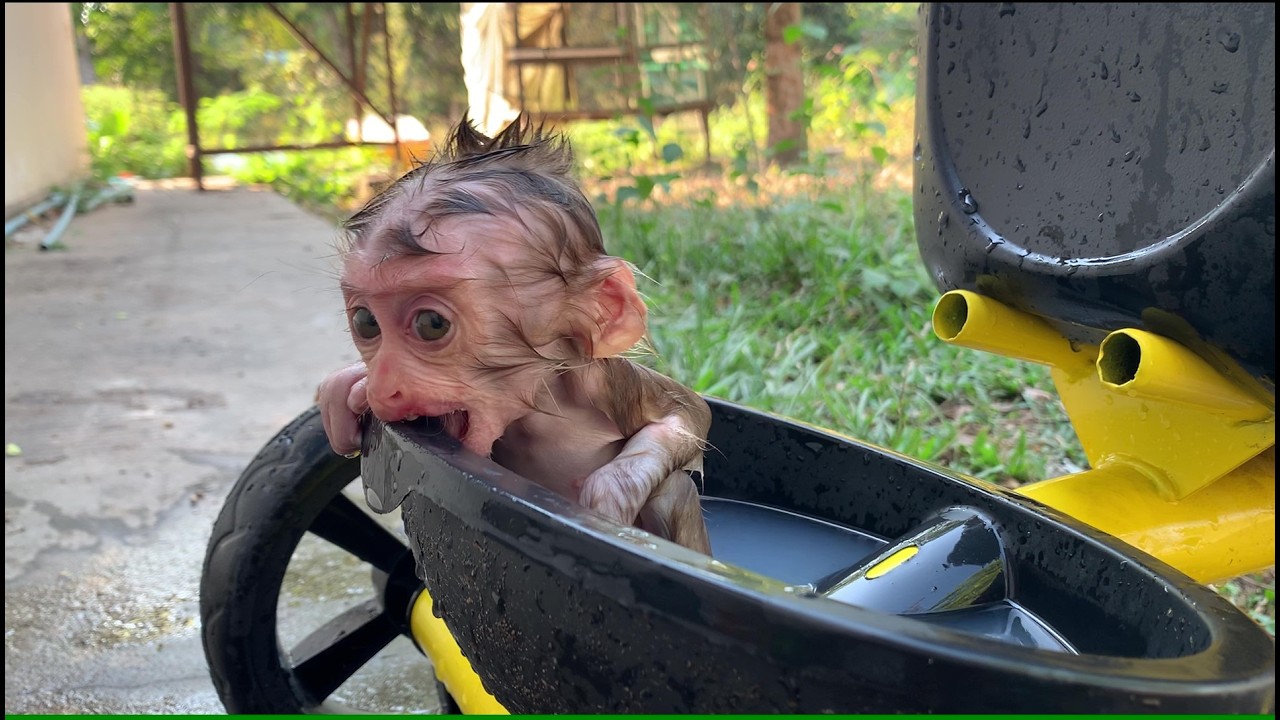 After go outside mommy take bath for baby monkey