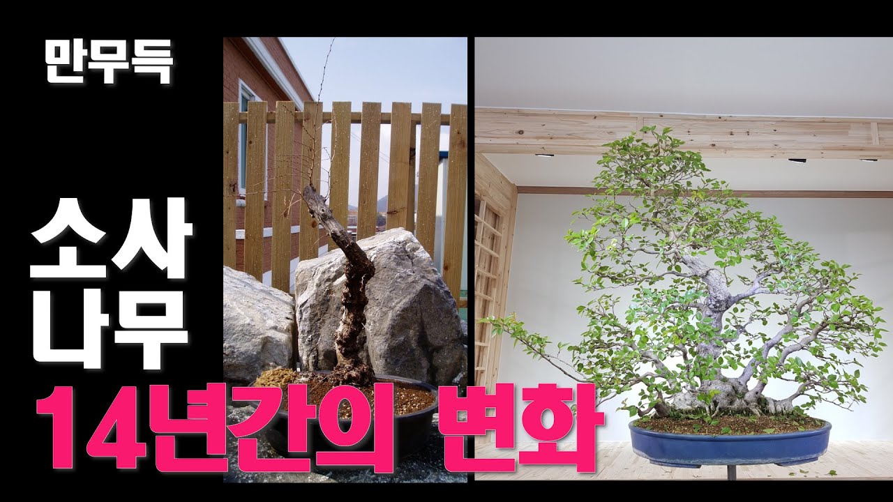 25. 소사나무 분재 14년간의 변화