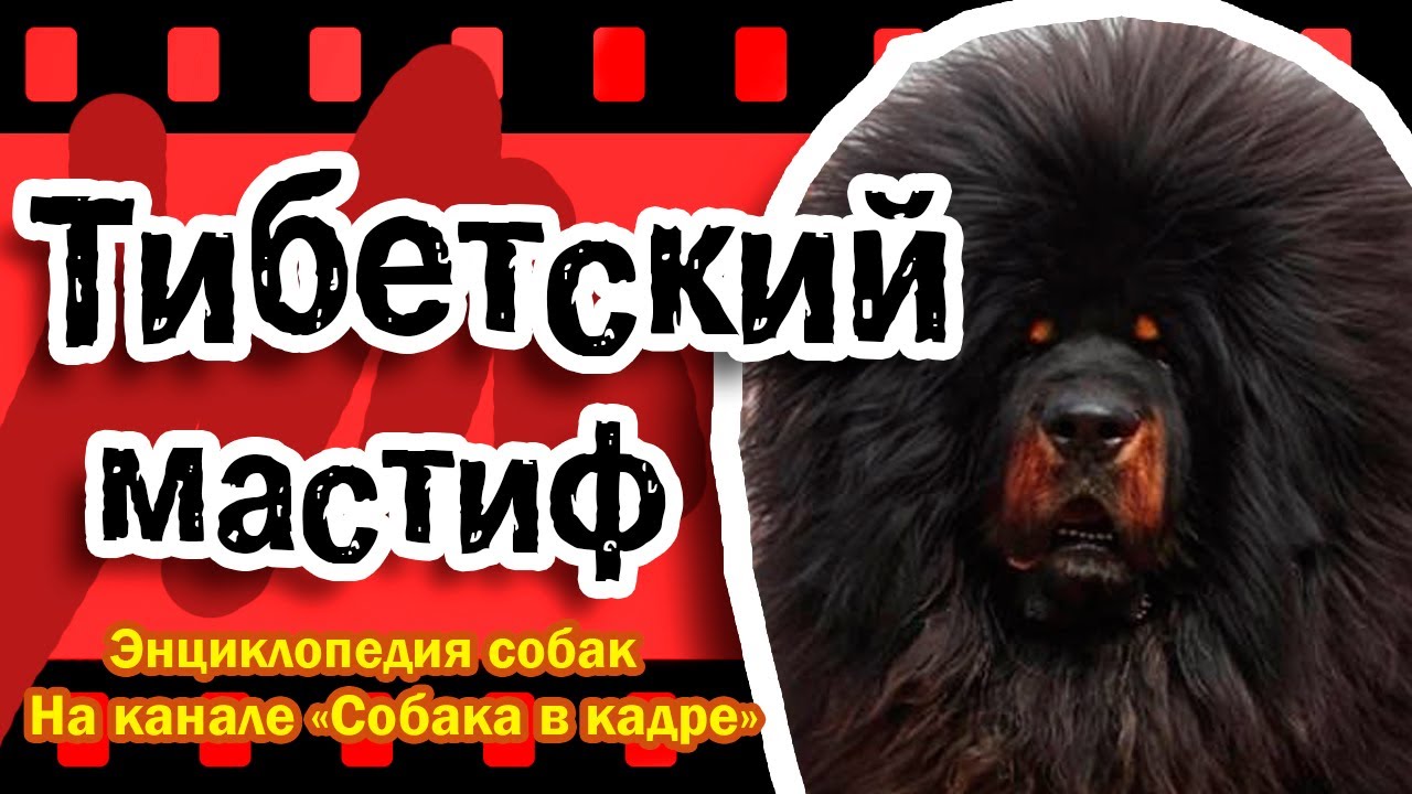 Тибетский мастиф (Молоссы). Энциклопедия пород собак.