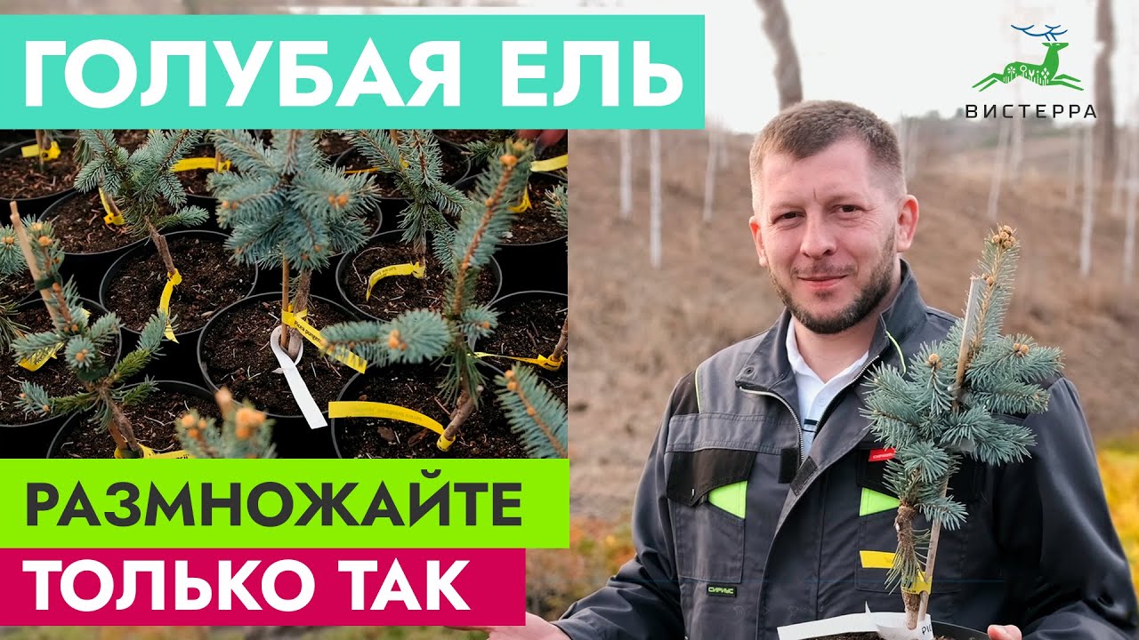 ГОЛУБАЯ ЕЛЬ РАЗМНОЖЕНИЕ ЧЕРЕНКАМИ | ЕЛЬ ИЗ ВЕТКИ | ГОЛУБАЯ ЕЛЬ ХУПСИ ОТ ЧЕРЕНКА ДО САЖЕНЦА