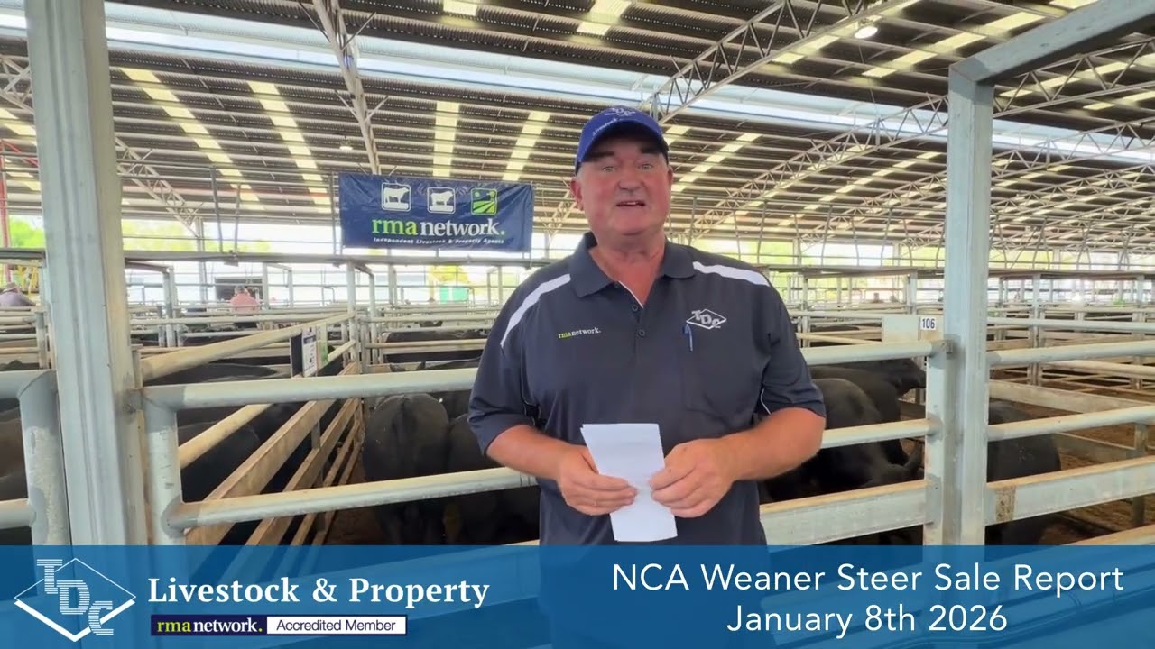 NCA Weaner Steer Sale Report 8.1.26