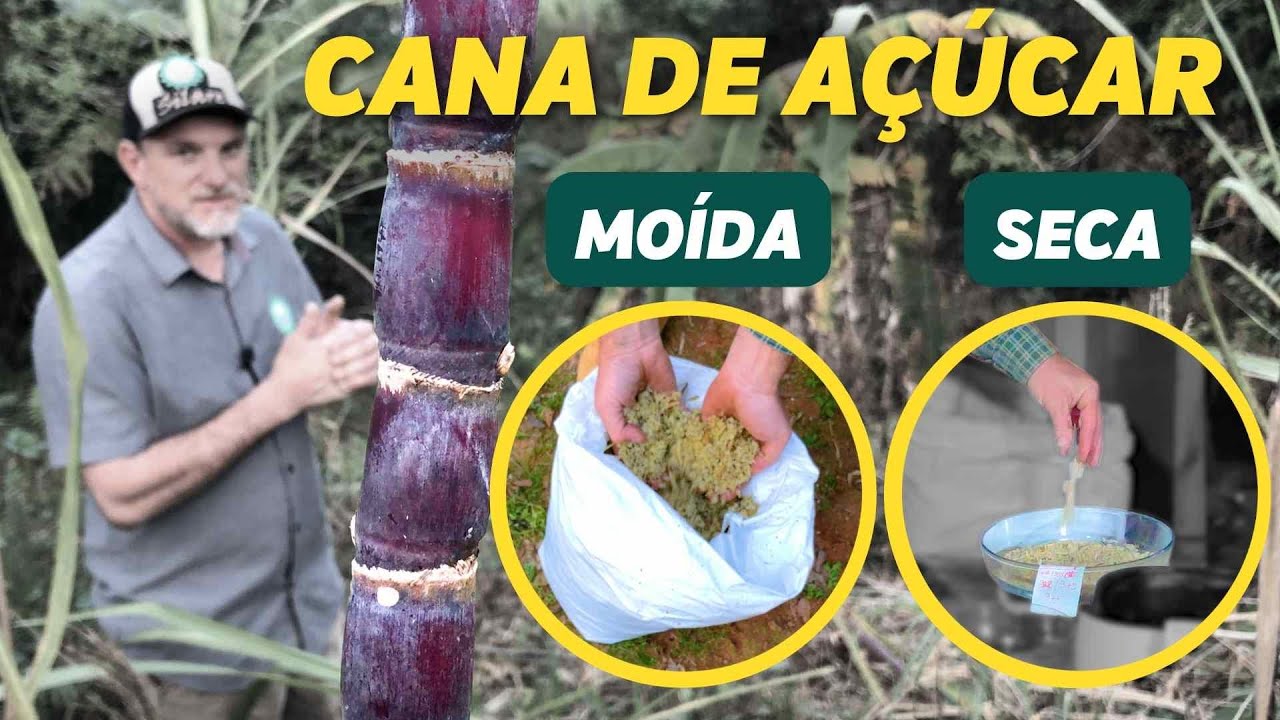 MATÉRIA SECA - silagem de cana - primeiro teste