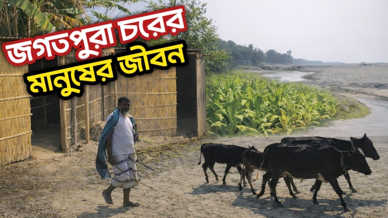 জগৎপুরা চরে তামাক চাষের ভয়াবহতা