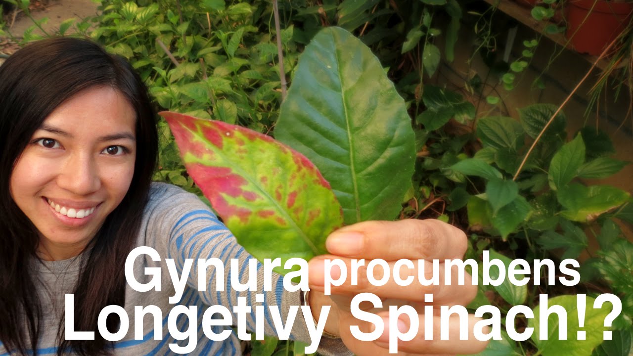 How Gynura Procumbens Longevity Spinach Look Year Round