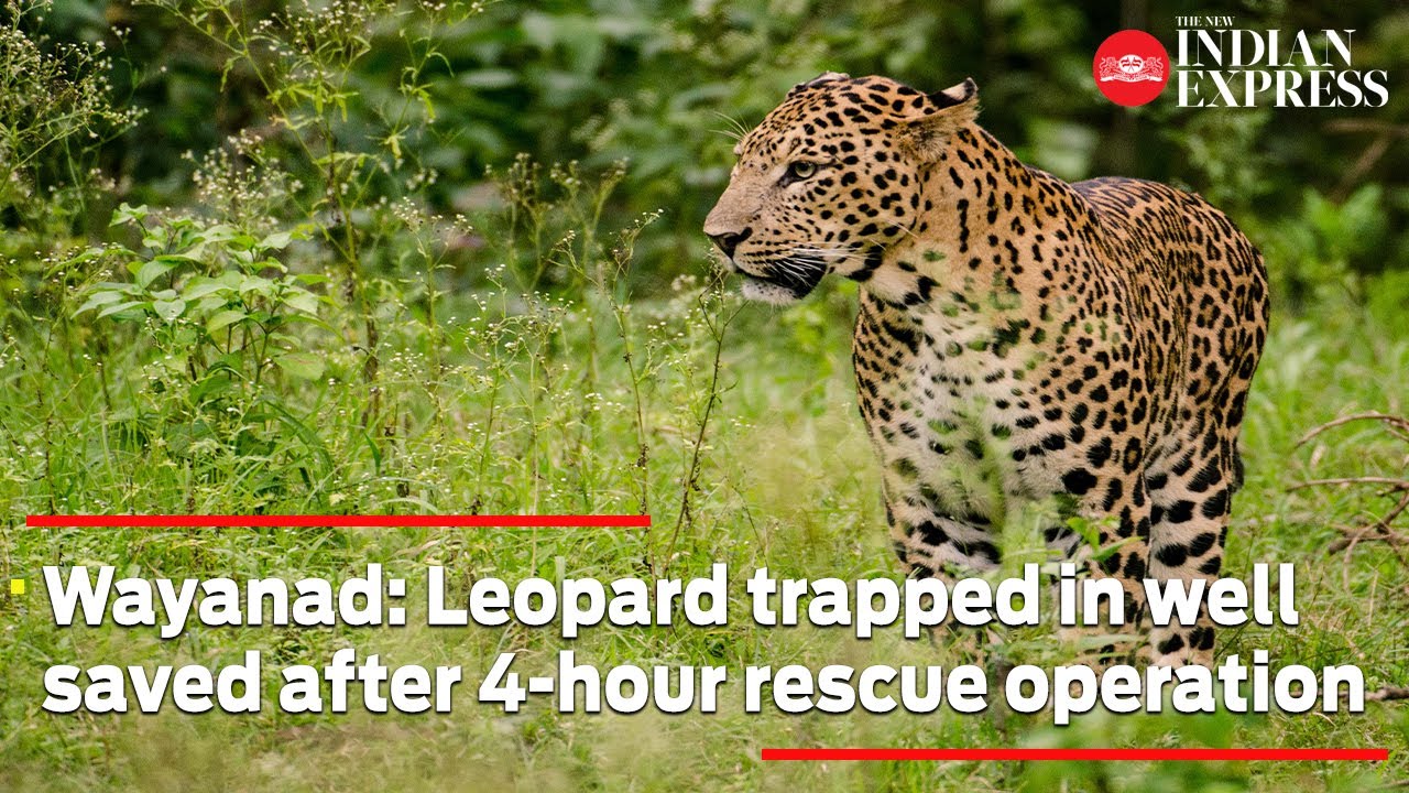 Wayanad: Leopard trapped in well saved after 4-hour rescue operation