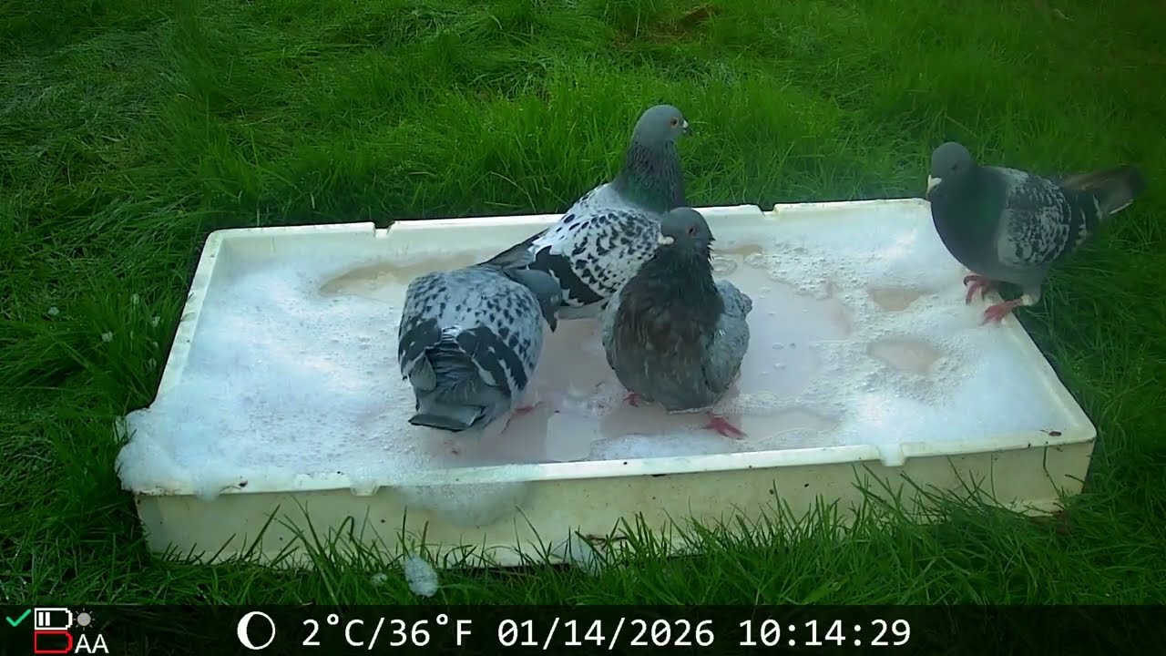 Hot Bath On A Cold Morning.