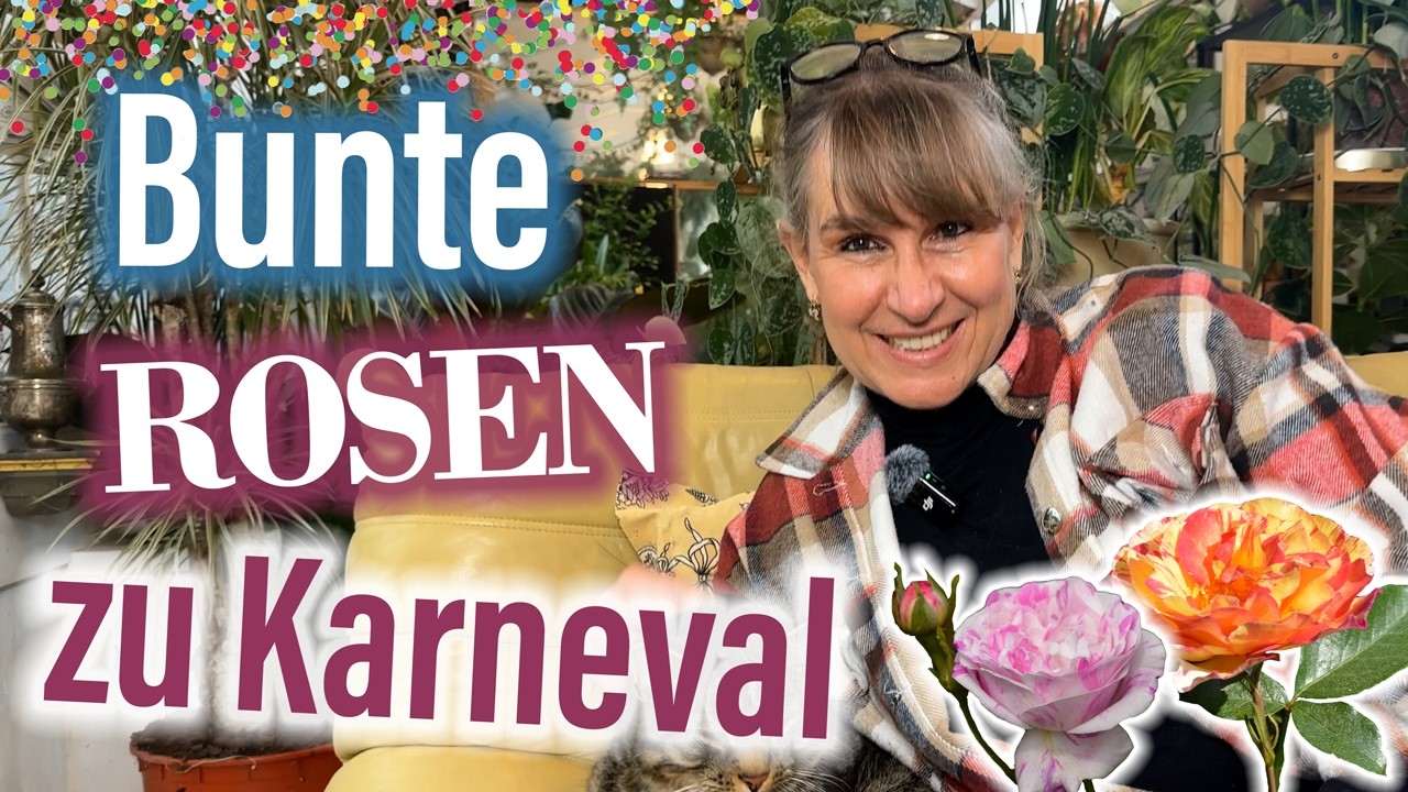 🌈Die BESTEN gestreiften und MEHRfarbigen ROSEN - gesund, ausdauernd ,duftend - die müsst Ihr sehen!