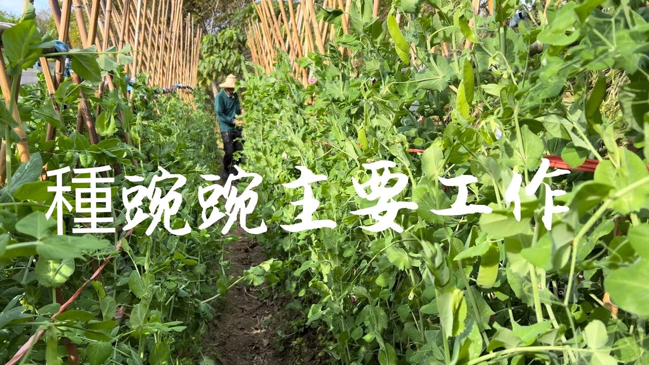 種大莢豌豆高產主要工作～是否要摘心～是否要修剪～【荷蘭豆】