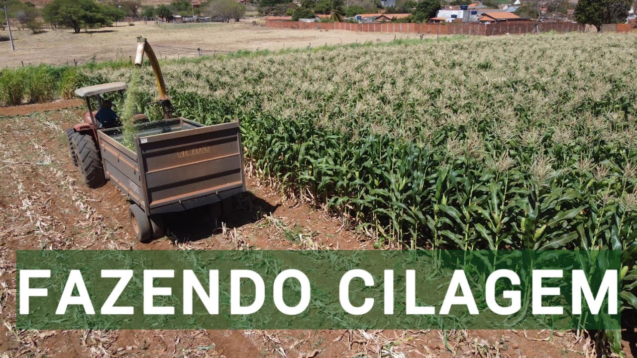 Imagens aéreas: trator em ação na produção da silagem