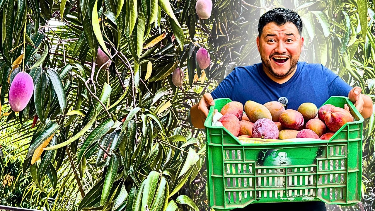 LOS MANGOS MAS BUSCADOS en EL SALVADOR | Mango Panades